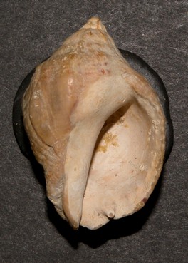 Nucella monacanthos